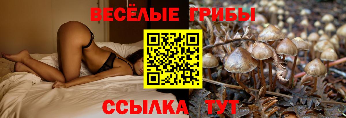 Галлюциногенные грибы Cubensis Владикавказ